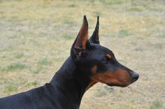 a black and brown dog standing on top of a grass covered field