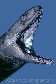 an animal with its mouth open showing teeth