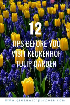 yellow and purple flowers with the words 12 tips before you visit keukenhof tulip garden