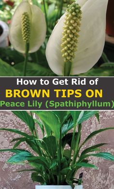 a potted plant with white flowers in it and the words how to get rid of brown tips on peace lily