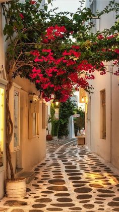 an alley way with potted plants and red flowers on the trees in front of it