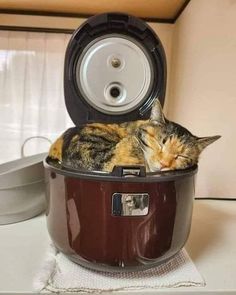 a cat sleeping inside of a crock pot on top of a white countertop