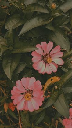 some pink flowers and green leaves on the ground