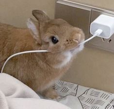 a small rabbit is plugged in to an outlet