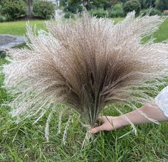 a person is reaching for some grass in the park with their hand and fingers on it