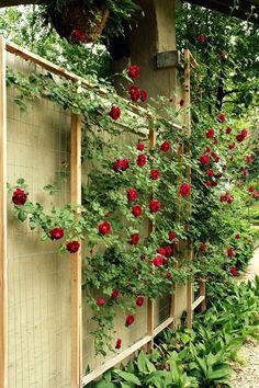 red roses are growing on the side of a wooden fence in front of green plants