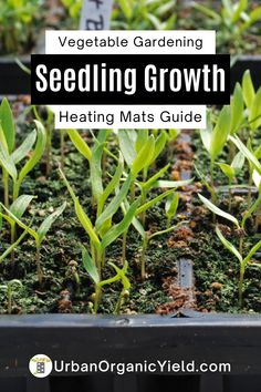 seeding plants growing in containers with text overlay that reads vegetable gardening seeding growth heating mats guide