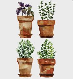 four potted plants are shown in watercolor