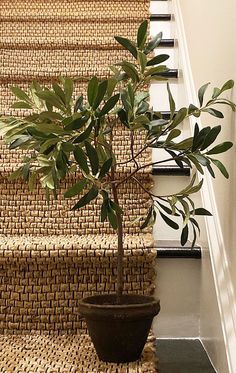 a potted plant sitting on top of a carpeted stair case