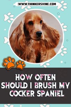 How Often Should I Brush My Cocker Spaniel Healthy Teeth, Brushing