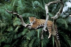 a leopard laying on top of a tree branch