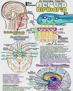 the anatomy of the human brain and its major functions in each part of the body