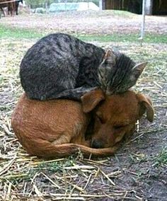 a cat is laying on top of a dog's head in the grass with it's eyes closed