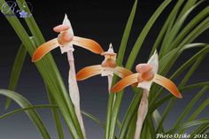 two orange and white orchids with long green leaves in front of a black background