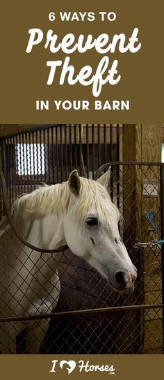 a white horse in a pen with the words 6 ways to prevent them in your barn