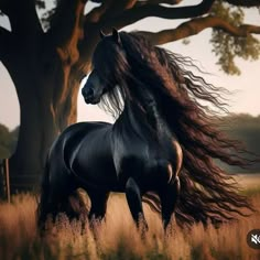 a black horse with long hair standing in tall grass next to a large oak tree