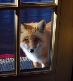 a red fox looking through a window at the camera