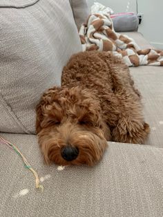 a brown dog laying on top of a couch