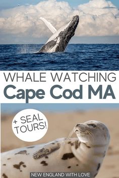 the whale watching cape cod ma and seal tours in new england with love are available for purchase