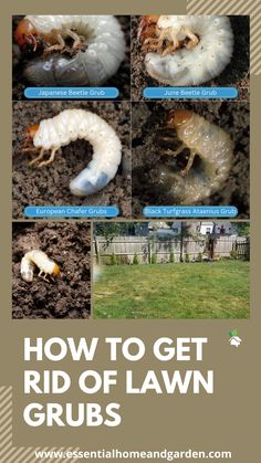 4 DIFFERENT TYPES OF GRUBS AND A LAWN SHOWING GRUB DAMAGE How To Get Rid Of Chiggers In Yard, Grub Control In Lawns, Reseeding Lawn Fall, How To Reseed Your Lawn In Fall, Privacy Landscaping Backyard, Lawn Repair