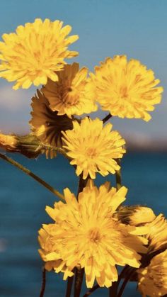 some yellow flowers are by the water