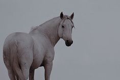 a white horse standing on top of a grass covered field in front of a gray sky