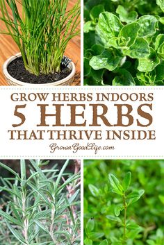 some plants that are growing in the ground and on top of each other, with text overlay reading grow herbs indoors 5 herbs that arrive inside