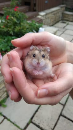 a person holding a small hamster in their hands