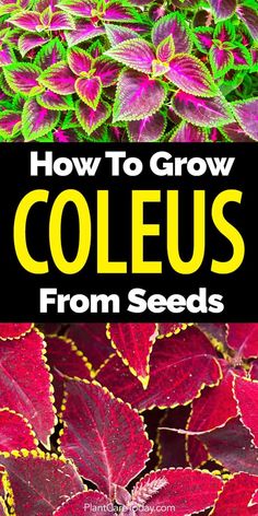 coleus plants with the title how to grow coleus from seeds