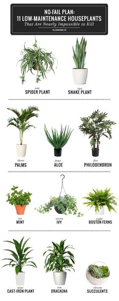 the houseplant guide for beginners to learn how to care for indoor plants