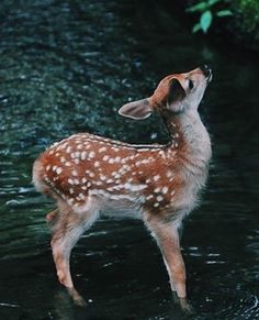 a baby deer standing in the water with its head turned to look up at something