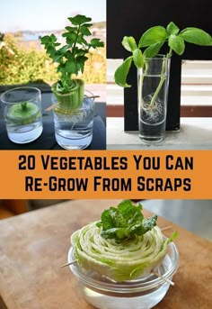 vegetables you can re - grow from scraps in glass vases on a table