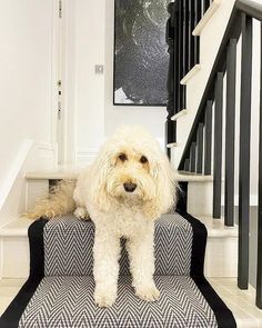 a white dog sitting on top of a black and white carpeted stair case