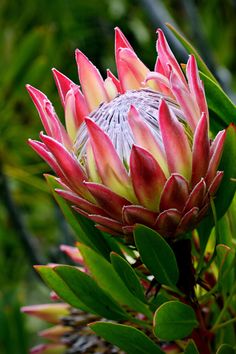 a close up of a flower on a plant