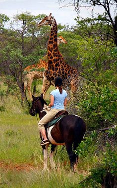 two giraffes and a woman on horseback in the wild