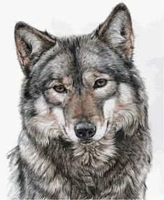 a drawing of a wolf looking at the camera with an intense look on it's face