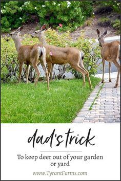 three deer standing next to each other on top of a grass covered field with text that reads dad's trick to keep deer out of your garden or yard