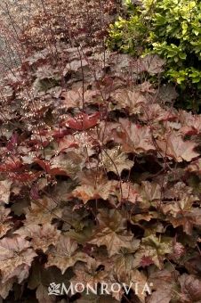 some very pretty plants in the grass