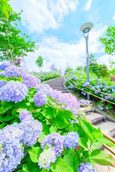 blue hydrangeas and green leaves in front of a light pole on the steps