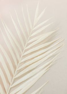 a close up view of a white palm tree leaf on a light colored tablecloth