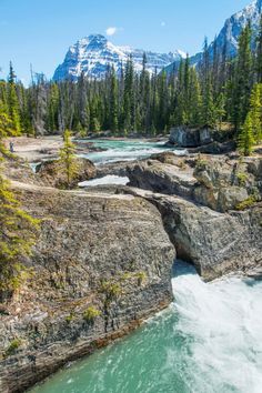 a river flowing through a lush green forest