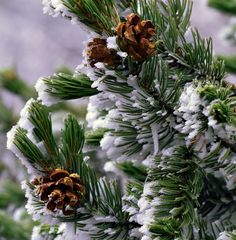 pine cones are covered in snow on a tree