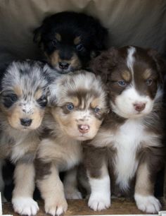 four puppies are sitting in a box together