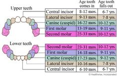 Top of the pageAges When Baby Teeth Come In and Fall OutMost babies get new teeth and lose their teeth at expected timesThe exact order and timing may vary.Current as ofSeptember 202021 AuthorHealthwise StaffMedical ReviewJohn Pope MDPediatricsKathleen Romito MDFamily MedicineThomas MBailey MDFamily MedicineCurrent as ofSeptember 202021Author: Kedokteran Gigi, Mia 3, Good To Know, Everything Baby, Baby Health, Kids Health, Baby Hacks, Future Baby