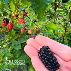 a hand holding berries in front of some green leaves