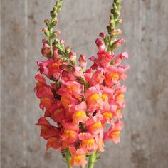 a vase filled with pink and orange flowers on top of a table next to a wall