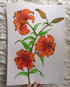 a drawing of orange flowers with green leaves on a white paper background, held up by a person's hand