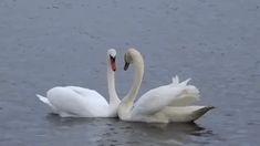 two white swans are swimming in the water with their beaks touching each other's heads