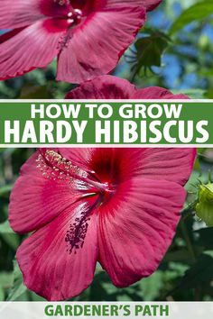 two pink flowers with the words how to grow hardy hibiscus on it