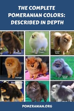 the complete pomeranian colors described in depth book cover with pictures of dogs and their names